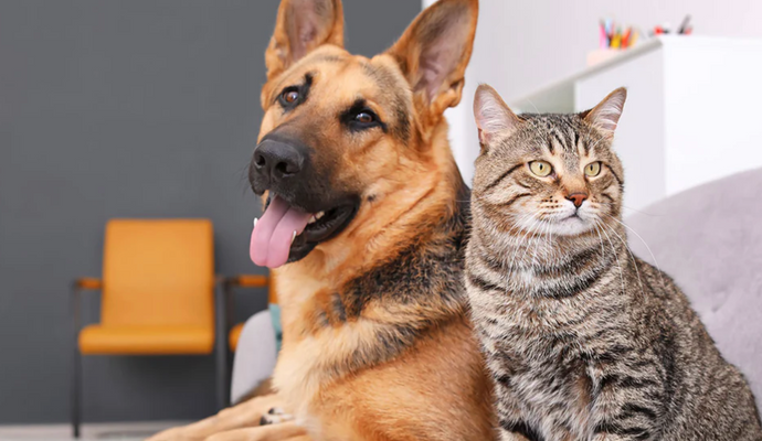 LOS BENEFICIOS DEL CBD PARA MASCOTAS:PERROS Y GATOS