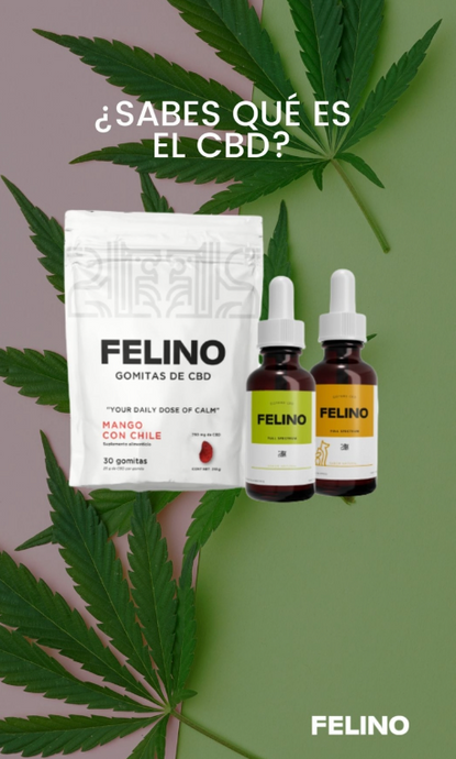 ¿Qué es el CBD? Para principiantes
